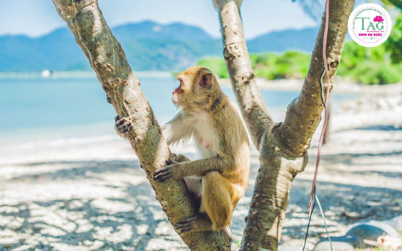 Đảo Khỉ- Địa điểm du lịch hấp dẫn